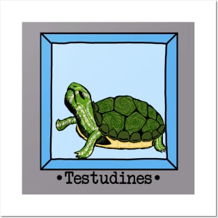 Testudines (Turtle) Posters and Art